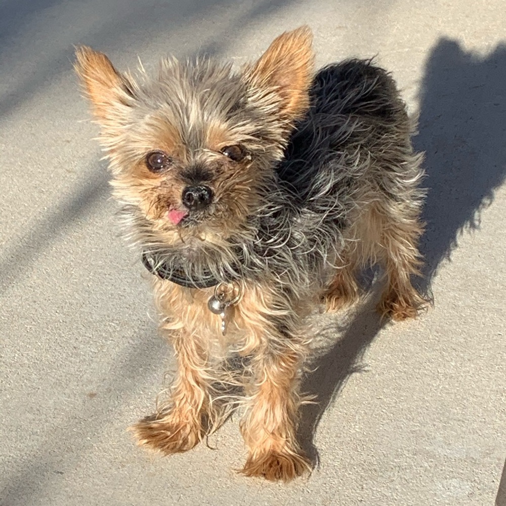 Meet your Posher, Monica